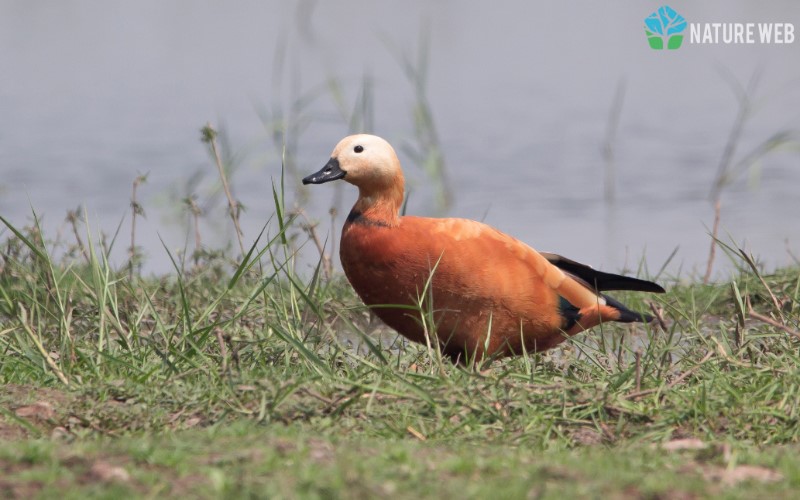 Ruddy Shelduck